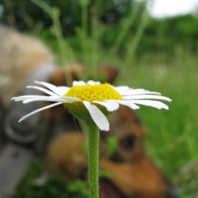  Лайкучка