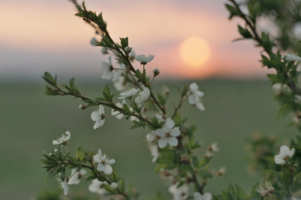Малки радости-1 ....Зенит 11,Helios 44 mm, филм Kodak 200, никаква обработка