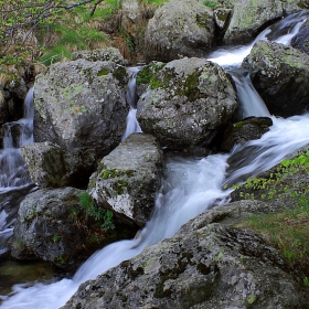 Старопланинска водичка......