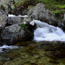 Старопланинска водичка........