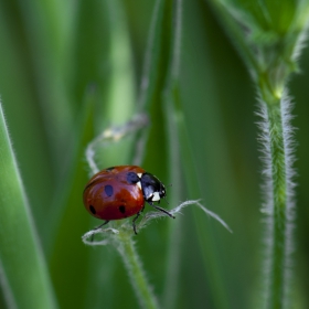 Ladybug