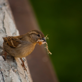 a bird