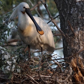 Лопатарката (Platalea leucorodia) е птица от семейство Ибисови