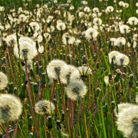 dandeliontime: multitude