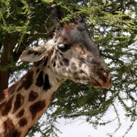 Жирафче... Giraffa camelopardalis