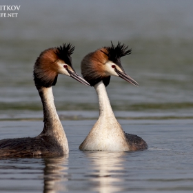 Голям гмурец (Podiceps cristatus).