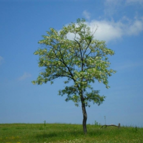 Самотно дърво