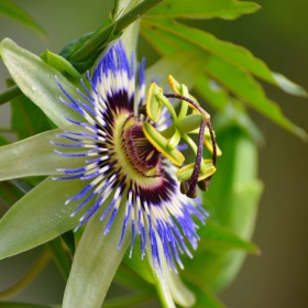 Passiflora incarnata