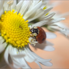 Ladybug