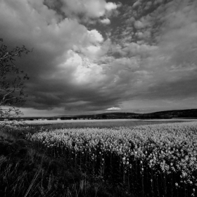 The storm is coming (BW)