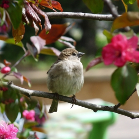 Passer domesticus