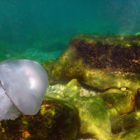 Подводен пейзаж от Черно море