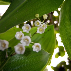 lily of the valley