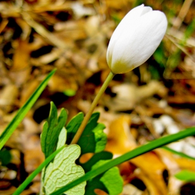 Red Root is out (spring is here)...