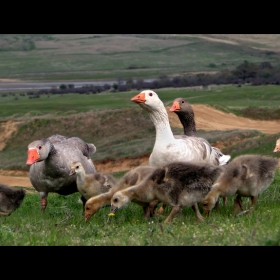 Geese family