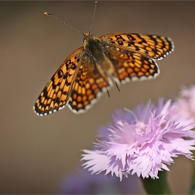 In flight