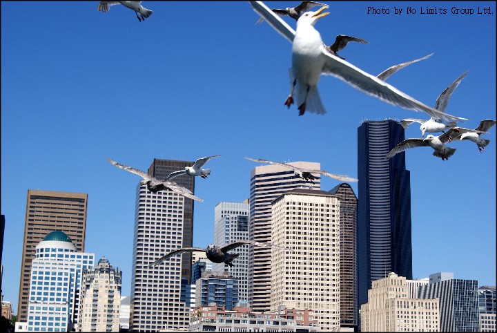 Seattle&the Birds