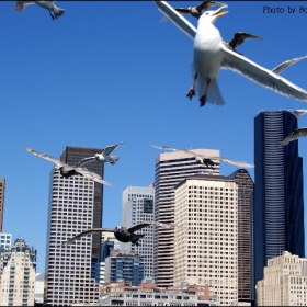 Seattle&the Birds