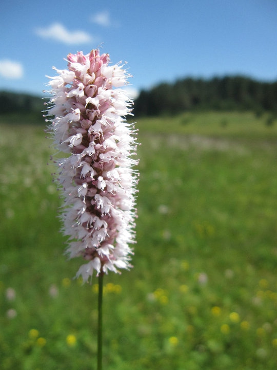 Colurful