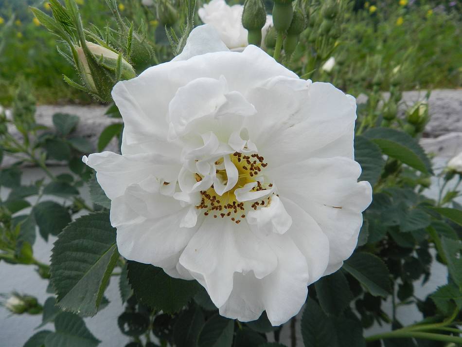 biala roza