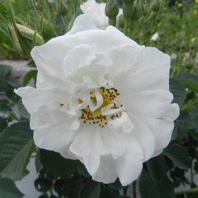biala roza
