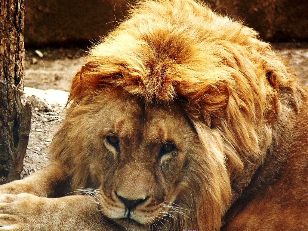 The Lion King