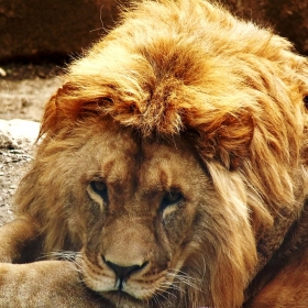 The Lion King