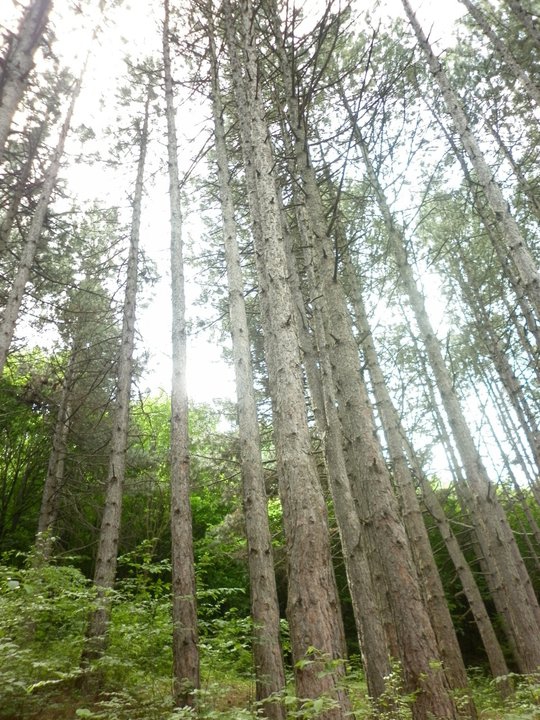 Trees^^