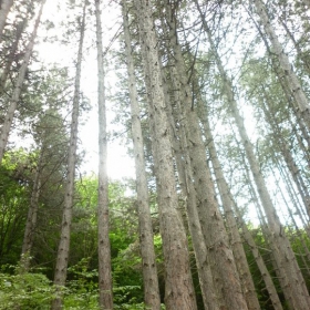 Trees^^