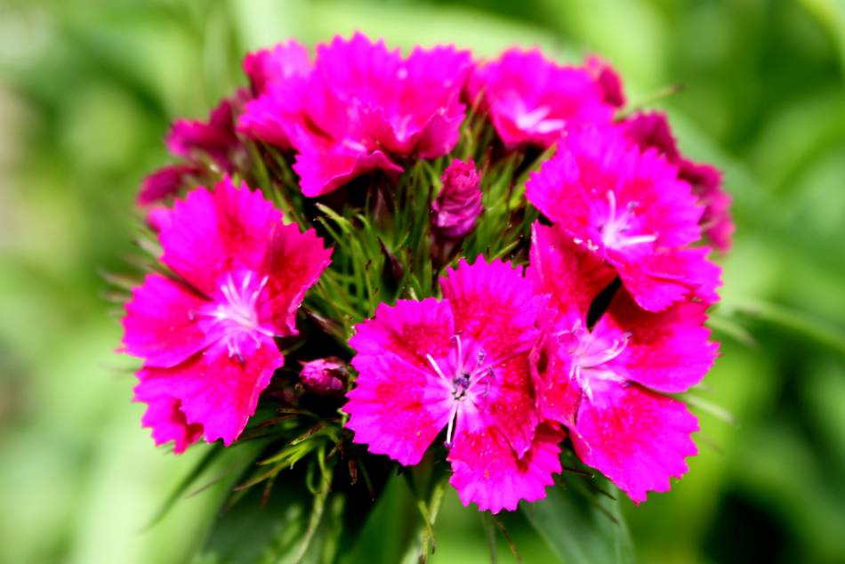 Flower_Art