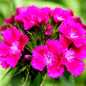 Flower_Art
