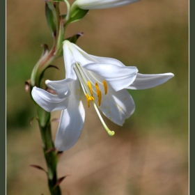 white lily