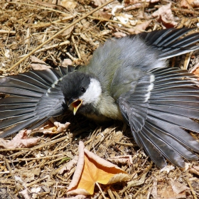 Parus major - Голям синигер прави слънчеви бани