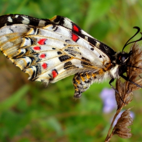 zerinthia polixena