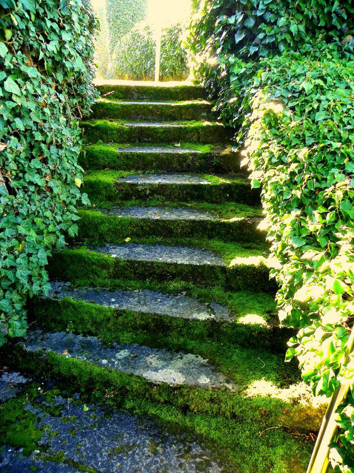 wonderland ladder
