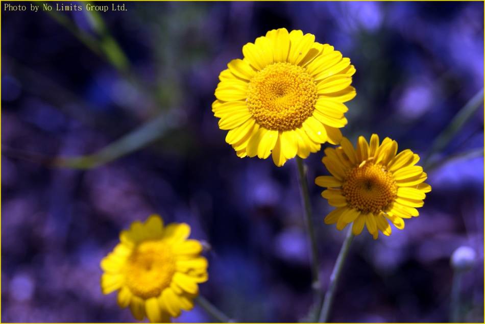 Sunflowers never dies