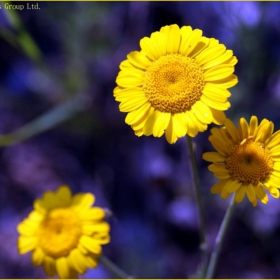 Sunflowers never dies