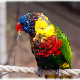 Rainbow Lorikeet - малайско папагалче