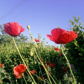 в очакване на отворят 