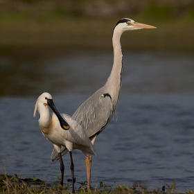 Лопатарка (Platalea leucorodia) и Сива чапла (Ardea cinerea).