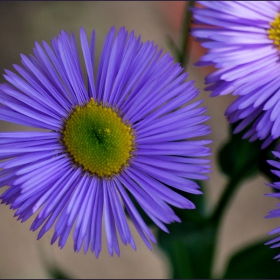 blue flowers