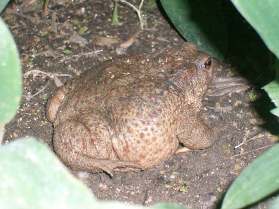 Jaba
