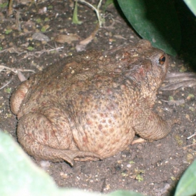 Jaba