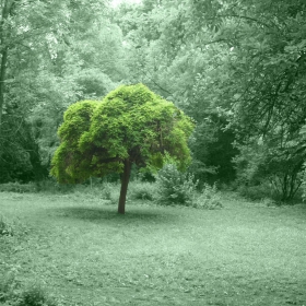Зелено