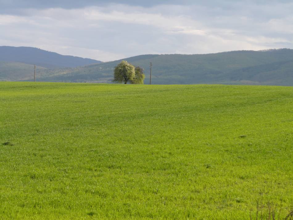 Самотно дърво на хълма