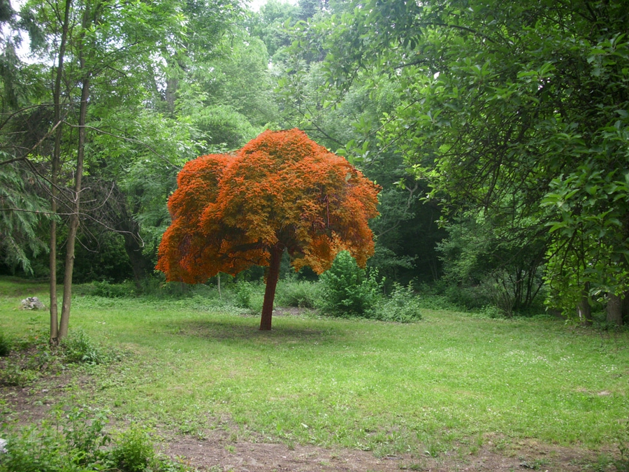 Червено