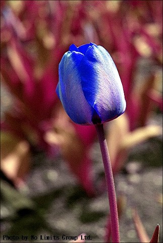Unbearable lightness of being different