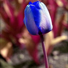 Unbearable lightness of being different