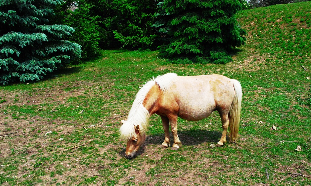 Пони