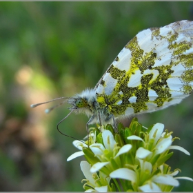 Euchloe Ausonia